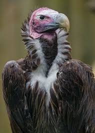 Colorful Bird With Big Feathers Portrait Of A Nice And Serious Vulture Pet Birds Funny Birds Beautiful Birds