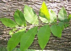 Image result for Carya illinoinensis