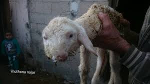 Maybe you would like to learn more about one of these? ÙÙŠ ØºØ²Ø© Ù†Ø¹Ø¬Ø© ØªÙ„Ø¯ Ø®Ø±ÙˆÙ Ø¨Ø±Ø£Ø³ÙŠÙ† Ùˆ4 Ø£Ø¹ÙŠÙ† ØµÙˆØ± Ø¯Ù†ÙŠØ§ Ø§Ù„ÙˆØ·Ù†