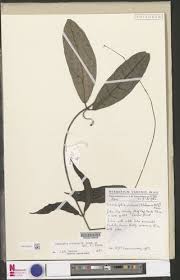 Image result for Landolphia violacea