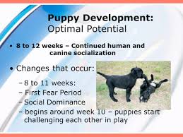 Introducing your puppy to periods of separation is an important part in developing their ability to cope while you are away. The Cognitive Dog Class 8 Puppy Development Temperament Ppt Download