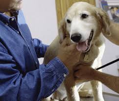 how to check your dogs vital signs at home