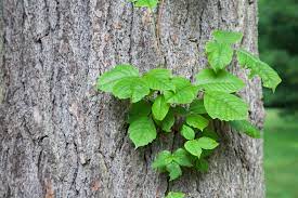 Hierba poison ivy