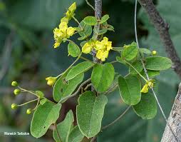 Image result for Sphedamnocarpus pruriens