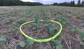 Some known strategies are put to good use against these uninvited guests living in our domains. Integrated Pest Management Canola Encyclopedia