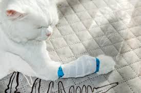 猫 骨折 捻挫 見分け 方