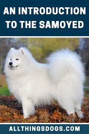 Samoyed In 2020 Samoyed Samoyed Dogs Dog Friends