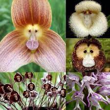 Ohh Deer Ohh Deer On Twitter Unusual Flowers Monkey Orchid Beautiful Orchids
