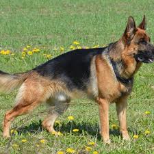 This is a male german shepherd puppy. Types Of German Shepherds A Guide To Dog Breed Variations Pethelpful By Fellow Animal Lovers And Experts