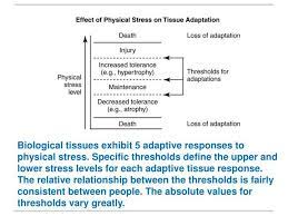 Theories Of Aging Theories Of Aging Physical Stress Stress Causes