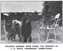 1920 Stlvania Kennel Chowi Chow Chow Dogs Dog Photos