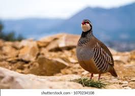 Image result for Alectoris rufa