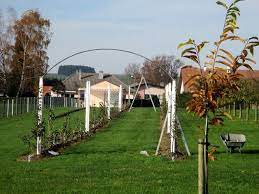 realiser un palissage pour des fruitiers jardin fruitier fruitier arbre fruitier