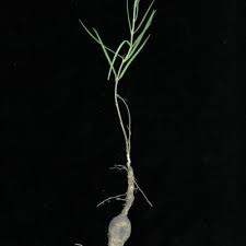 Image result for Periglossum mackenii