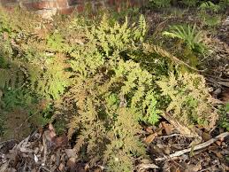 Image result for Selaginella soyauxii