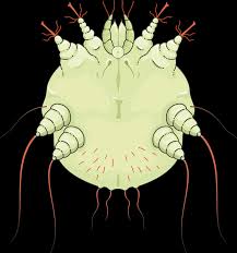 Image result for Sarcoptes scabiei
