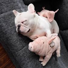 This Four Feet Plush Pig Toy Is Ideal Sleeping Partner For Your Bulldog French Bulldog Dog Bulldog Bulldog Puppies