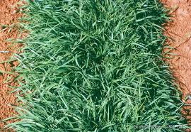 Image result for Paspalum notatum