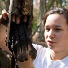 We now offer a new undergraduate certificate in Forest Health Management!  This certificate program focuses