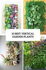 Gardenoholic 10 Best Vertical Garden Plants With Care Tips Vertical Garden Plants Vertical Garden Plants