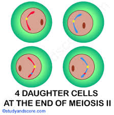 Maybe you would like to learn more about one of these? Meiotic Cell Division Meiosis I Meiosis Ii And Significance Of Meiosis Study Score
