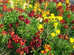 Wallflower) ist also das sprichwörtliche „mauerblümchen und die typische pflanze der ritter und minnesänger, die ihn als „gelbveiglein besangen. Bio Saatgut Goldlack Raimund Biogartenbedarf