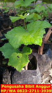 Annas kurnia m bibit anggur jual bibit buah 26 november 2018 ahir ahir ini peminat bibit anggur terus meningkat, baik untuk sekala penanaman kecil maupun perkebunan. Pin Di Murah 0823 2711 3939 Jual Bibit Anggur Import