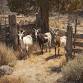Goat Curious: A Beginner’s Guide to Raising Happy Goats