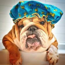 11 Dogs In Shower Caps Giving Your Grandmother A Run For Her Money Bulldog Cute Bulldogs Cute Animals