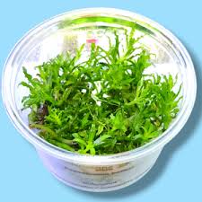 Image result for Nesaea erecta