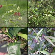 Image result for Vincetoxicum afrum