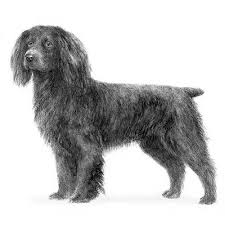 That is the most important part of what we do. Boykin Spaniel Dog Breed Information