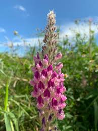 Image result for Uraria