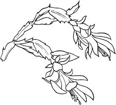 Traceable Christmas Cactus Google Search In 2020 Cactus Drawing Sunflower Coloring Pages Coloring Pages