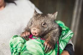 Image result for Common wombat