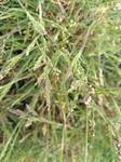Image result for Urochloa oligobrachiata