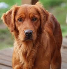 127,000 miles travelled with fsh available. Blockheadreds Golden Retriever Dog Forums
