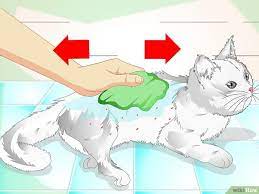 Kutu kucing merupakan hewan parasit yang tinggal pada bulu kucing dan menghisap darah. Cara Mengatasi Bulu Kucing Yang Terkena Lem