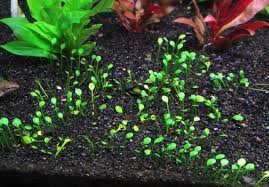 Image result for Marsilea minuta