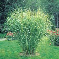 Rest assured, when you buy ornamental grasses for sale online from wilson bros. Zebra Grass Ornamental Grass Michigan Bulb Company