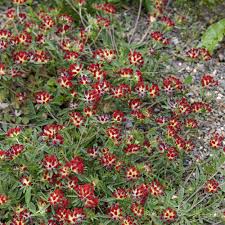Great plant for landscapes in florida. Anthyllis Seeds Anthyllis Vulneraria Coccinea Red Carpet Ground Cover Seed