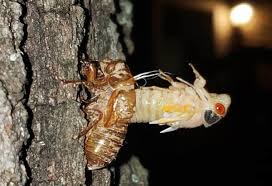 Cicada shells cannot be scared off with a net or by running; Cool Photos Of A Cicada Breaking Free From Its Shell