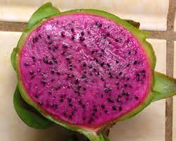 Dragon Fruit Edgar S Baby Vine Plant Pitaya Hylocereus For Sale