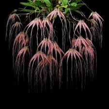 Image result for Bulbophyllum X chikukwa