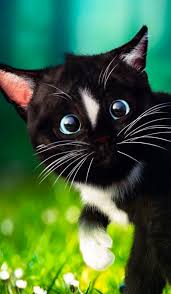 Doc.Larry Crisostomo Pili...