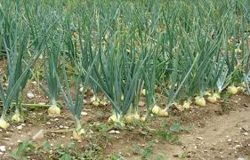 Agriculture, forestry and fisheries republic of south africa. Starting An Onion Farming Business Plan Pdf Startupbiz Global