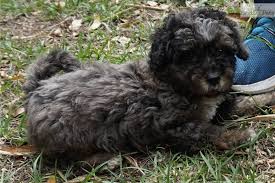 American maltese association rescue is a nationwide breed specific (maltese) nonprofit rescue organization staffed by all volunteers. Maltipoo Puppies For Sale In Memphis Tennessee Nar Media Kit