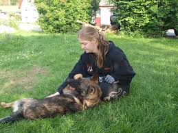 Schæferhund Hedegård's Qinky - Billeder af hunde - Uploaded af Nu med 2 DKK  schæfere