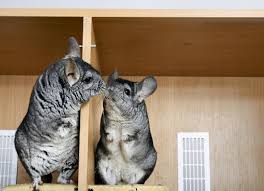 Caring For A Chinchilla What You Need To Know