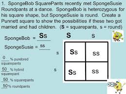 Spongebob is heterozygous for his square shape, but spongesusie is round. Bikini Bottom Genetics Ppt Video Online Download